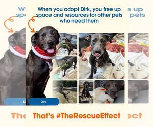 Dirk - Male Labrador Retriever-Unknown Mix Dog for Adoption - Photo #8