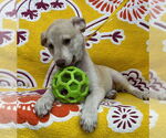 Small #1 Retriever  Mix