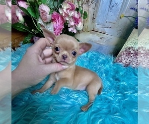 Chihuahua Puppy for sale in TRACY, CA, USA