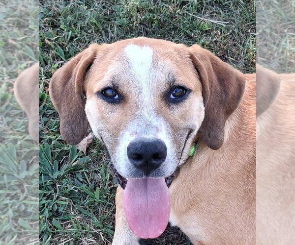 Medium Photo #4 Mountain Cur-Unknown Mix Puppy For Sale in Cookeville, TN, USA