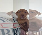 Small Photo #27 American Pit Bull Terrier Puppy For Sale in CHARLOTTE, NC, USA