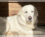 Small Photo #6 Great Pyrenees Puppy For Sale in Spring, TX, USA