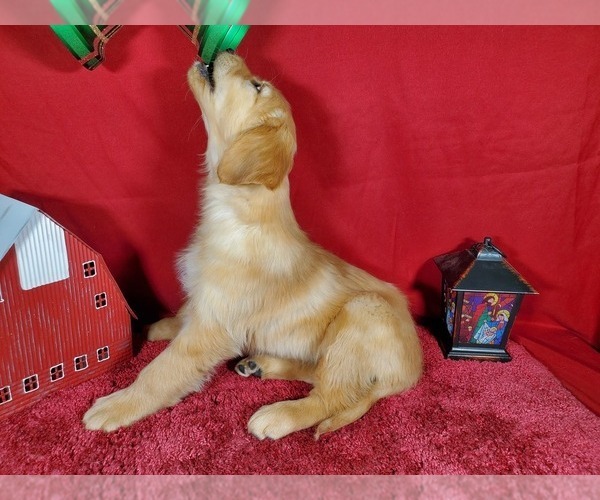 Medium Photo #2 Golden Retriever Puppy For Sale in COLORADO SPRINGS, CO, USA