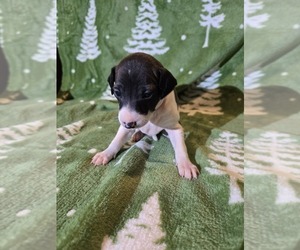 Italian Greyhound Puppy for sale in NESBIT, MS, USA