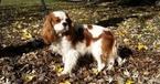 Small Photo #1 Cavalier King Charles Spaniel Puppy For Sale in SHINGLE SPRINGS, CA, USA