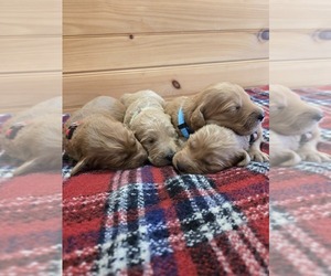 Goldendoodle Puppy for sale in WILLIAMSTOWN, KY, USA