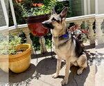 Small #2 German Shepherd Dog
