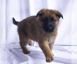 Chow Chow-German Shepherd Dog Mix Dogs for adoption in Cottonwood, AZ, USA
