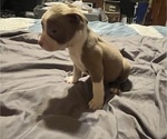 Small Photo #40 American Bully Puppy For Sale in BUFFALO, NY, USA