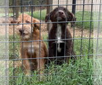 Small Photo #4 Australian Kelpie-Unknown Mix Puppy For Sale in Claremore, OK, USA