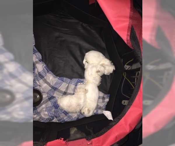 Medium Photo #40 Maltese Puppy For Sale in BRKN ARW, OK, USA
