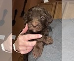 Small Photo #16 Golden Mountain Doodle  Puppy For Sale in REYNOLDSBURG, OH, USA