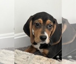 Small Photo #5 Beagle Puppy For Sale in MARTINSVILLE, IN, USA