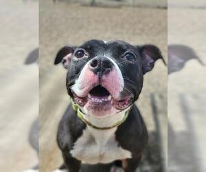 Boxer-Staffordshire Bull Terrier Mix Dogs for adoption in Akron, OH, USA