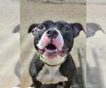 Small Boxer-Staffordshire Bull Terrier Mix