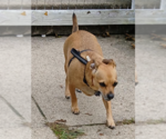 Small Photo #4 Chihuahua-Unknown Mix Puppy For Sale in Cranston, RI, USA