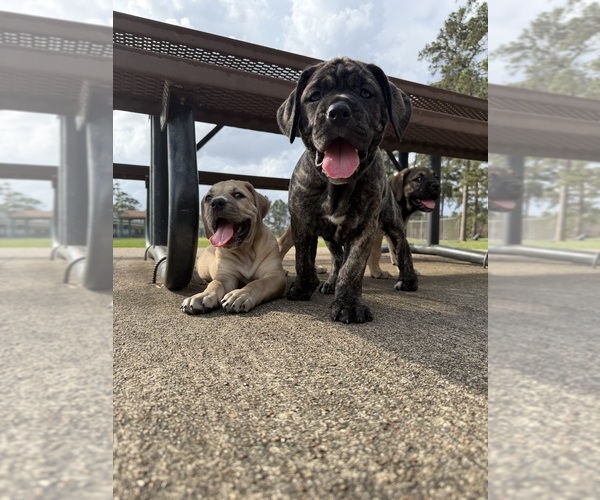 Medium Photo #1 Cane Corso-Mastiff Mix Puppy For Sale in NEW CANEY, TX, USA