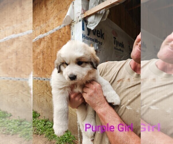 Medium Photo #1 Great Pyrenees Puppy For Sale in CROSBY, MN, USA