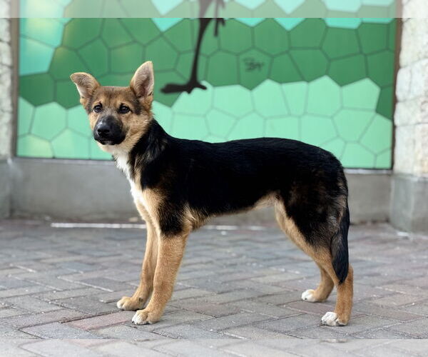 Medium Photo #3 Australian Shepherd-German Shepherd Dog Mix Puppy For Sale in PIPE CREEK, TX, USA
