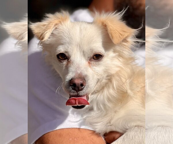 Medium Photo #2 Spaniel-Unknown Mix Puppy For Sale in Dana Point, CA, USA