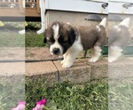 Small Photo #5 Saint Bernard Puppy For Sale in SUPERIOR, WI, USA