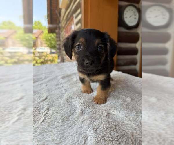 Medium Photo #2 Dachshund-Unknown Mix Puppy For Sale in New York, NY, USA