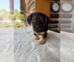 Small #1 Dachshund Mix