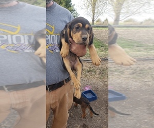 Mutt Dogs for adoption in HELENA, MO, USA
