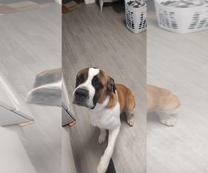 Saint Bernard Puppy for sale in YOUNGSVILLE, PA, USA