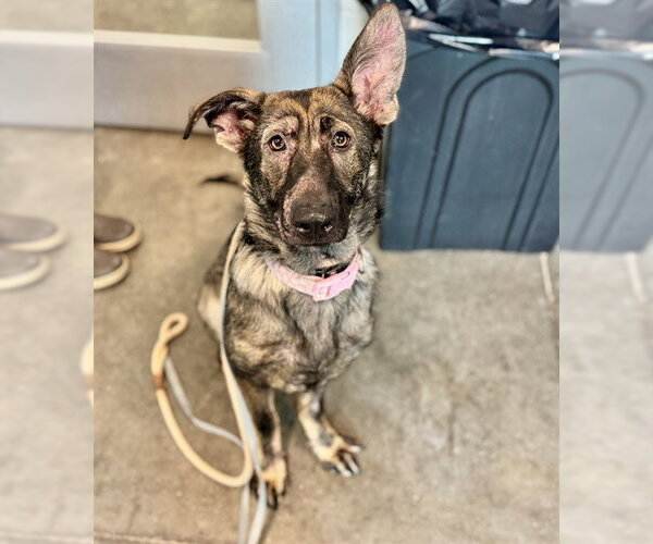 Medium Photo #1 German Shepherd Dog-Unknown Mix Puppy For Sale in Tavares, FL, USA