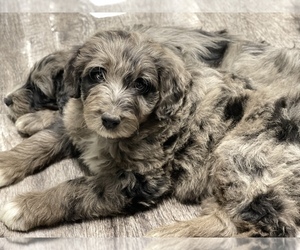 Aussiedoodle Puppy for Sale in CROWN POINT, Indiana USA