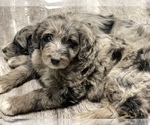 Small Photo #1 Aussiedoodle Puppy For Sale in CROWN POINT, IN, USA