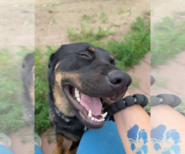 Medium Photo #4 Rottweiler-Unknown Mix Puppy For Sale in Chinook, MT, USA