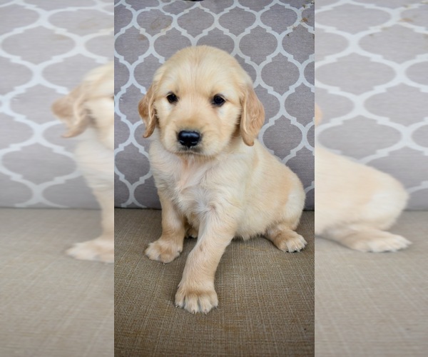 Medium Photo #1 Golden Retriever Puppy For Sale in FORDLAND, MO, USA