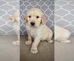 Small Golden Retriever