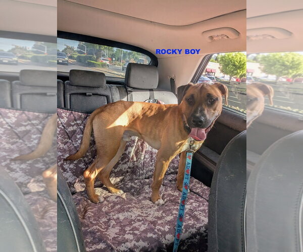 Medium Photo #5 Bull Terrier-Unknown Mix Puppy For Sale in Woodland Hills, CA, USA