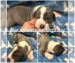 Puppy Bluewhite boy Great Dane