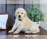 Puppy Fluffy English Cream Golden Retriever