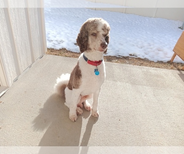 Medium Photo #8 Poodle (Standard) Puppy For Sale in BONNERS FERRY, ID, USA