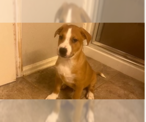Mutt Dogs for adoption in garner, NC, USA