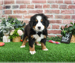 Small #3 Bernese Mountain Dog