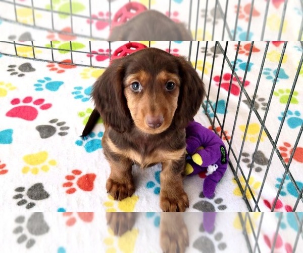 Medium Photo #5 Dachshund Puppy For Sale in ORO VALLEY, AZ, USA