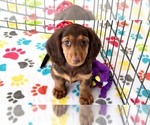 Small #4 Dachshund