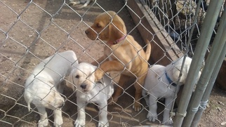 Labrador Retriever Puppy for sale in BROWNWOOD, TX, USA