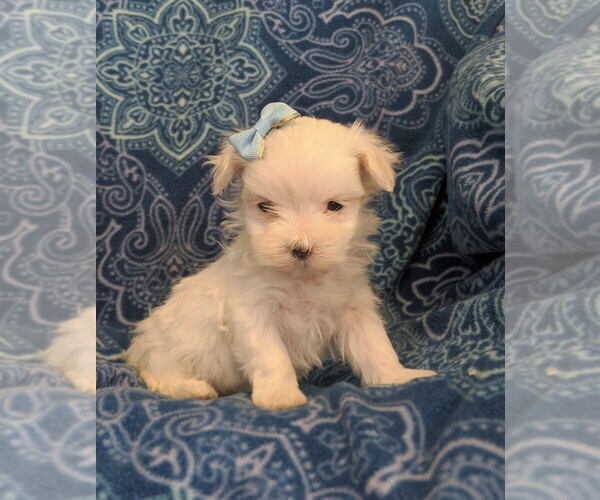 Medium Photo #1 Maltese Puppy For Sale in NEW HOLLAND, PA, USA