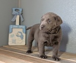 Small #8 Labrador Retriever