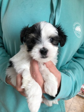 Medium Photo #1 Coton de Tulear Puppy For Sale in MEMPHIS, IN, USA