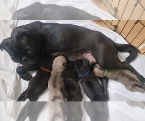 Mother of the Pug puppies born on 02/14/2023