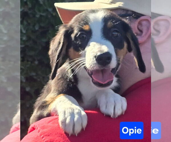 Medium Photo #2 Beagle-Border Collie Mix Puppy For Sale in Alexander, AR, USA