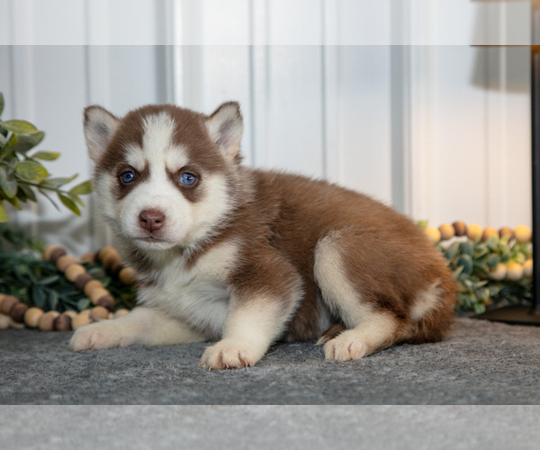 Medium Photo #5 Siberian Husky Puppy For Sale in SHREVE, OH, USA